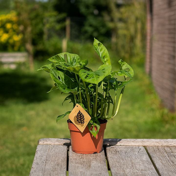 Feuille de singe Monstera | Plante d'intérieur tropicale | Hauteur 30 cm