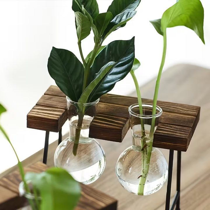 Ensemble de Vases en Verre Transparent | Support en Bois | Vase Hydroponique