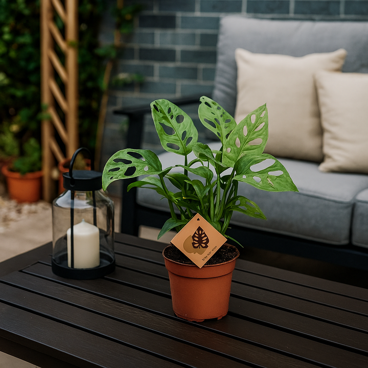 Feuille de singe Monstera | Plante d'intérieur tropicale | Hauteur 30 cm