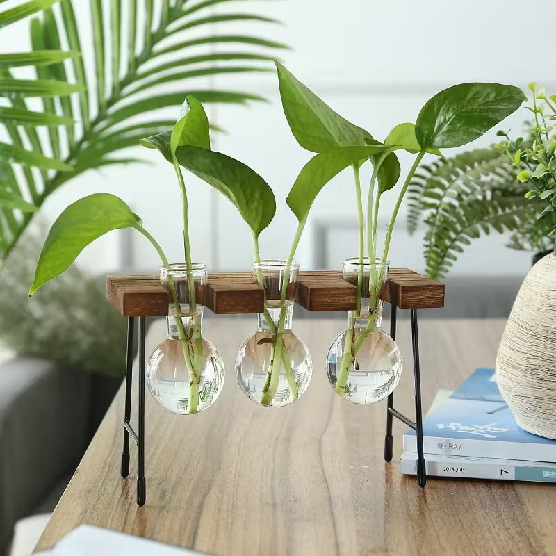 Ensemble de Vases en Verre Transparent | Support en Bois | Vase Hydroponique