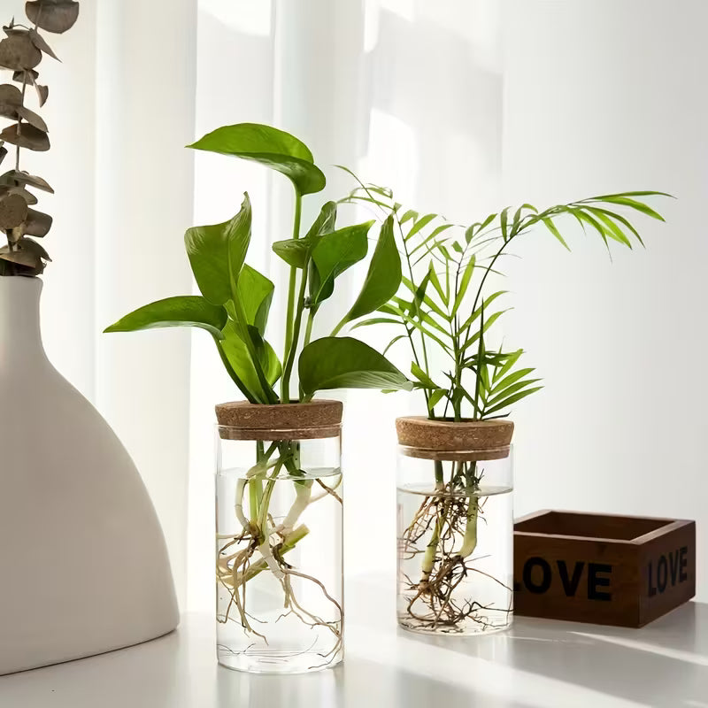 Hydroponic Glass Plant Vase | Buy 1 Get 1 Free