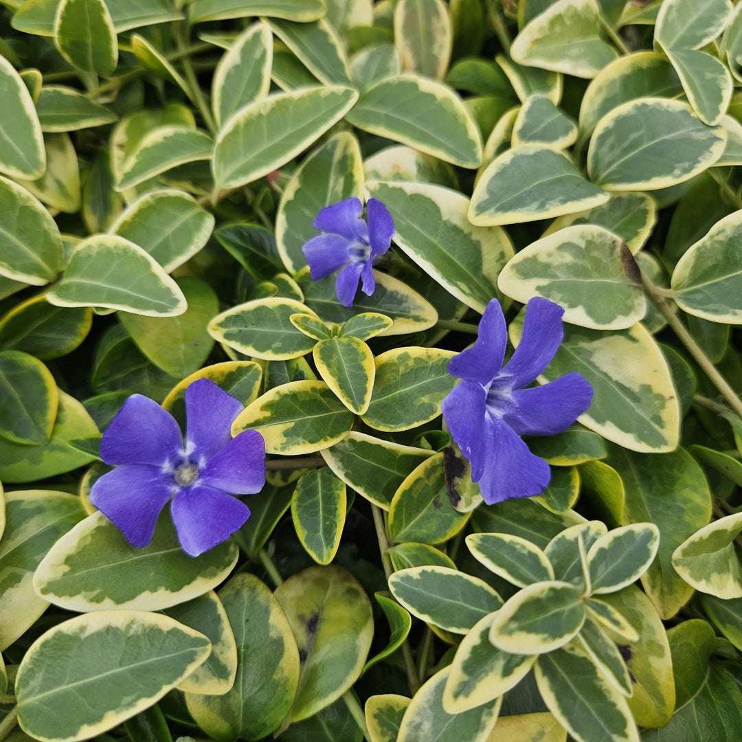 Vinca minor 'Blue and Gold' | Plante couvre-sol persistante aux feuilles jaunes – Plante d'ombre & facile d'entretien