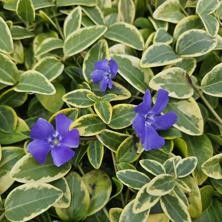 Vinca minor 'Blue and Gold' | Plante couvre-sol persistante aux feuilles jaunes – Plante d'ombre & facile d'entretien