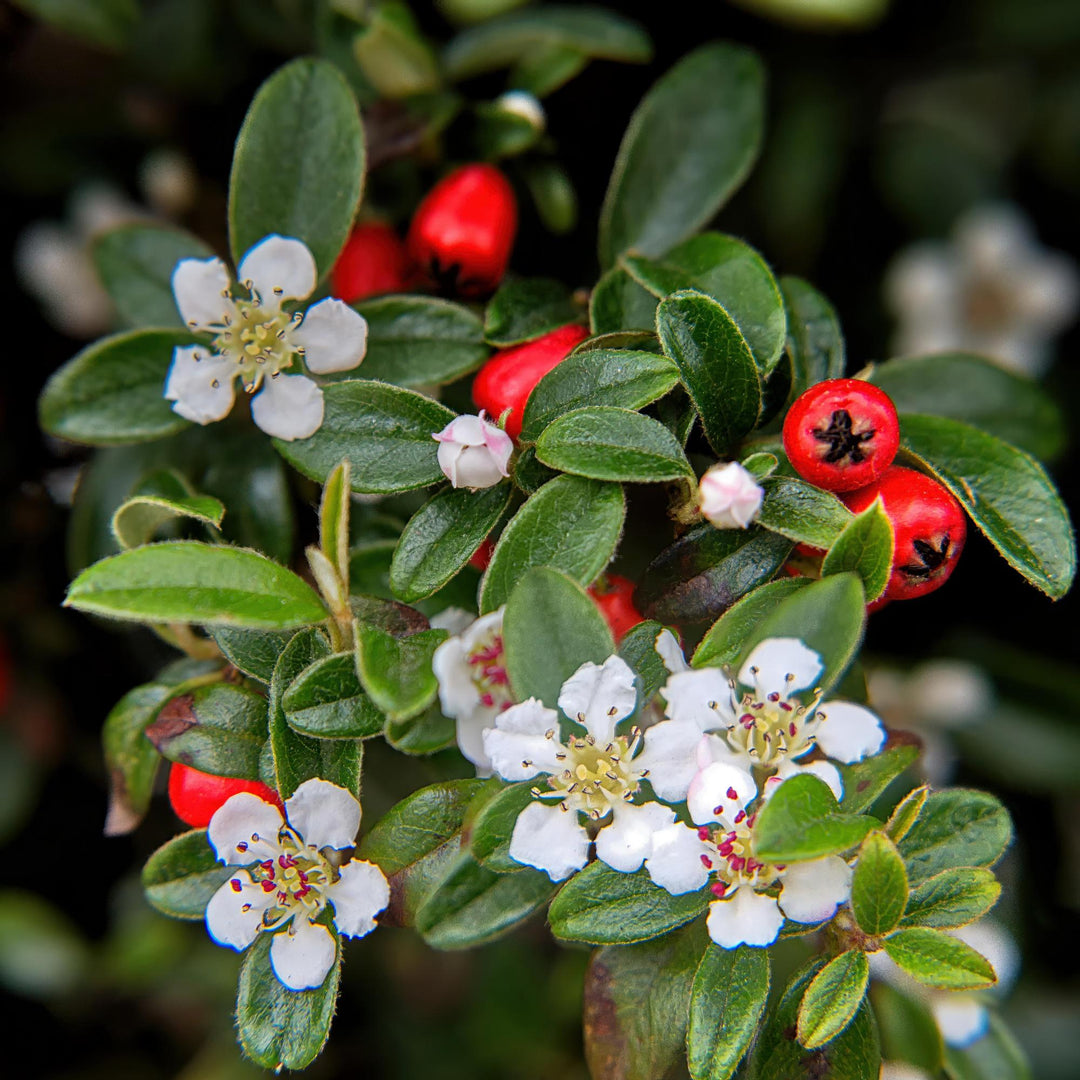 Cotoneaster dammeri | Plante couvre-sol rustique avec fleurs blanches et baies rouges