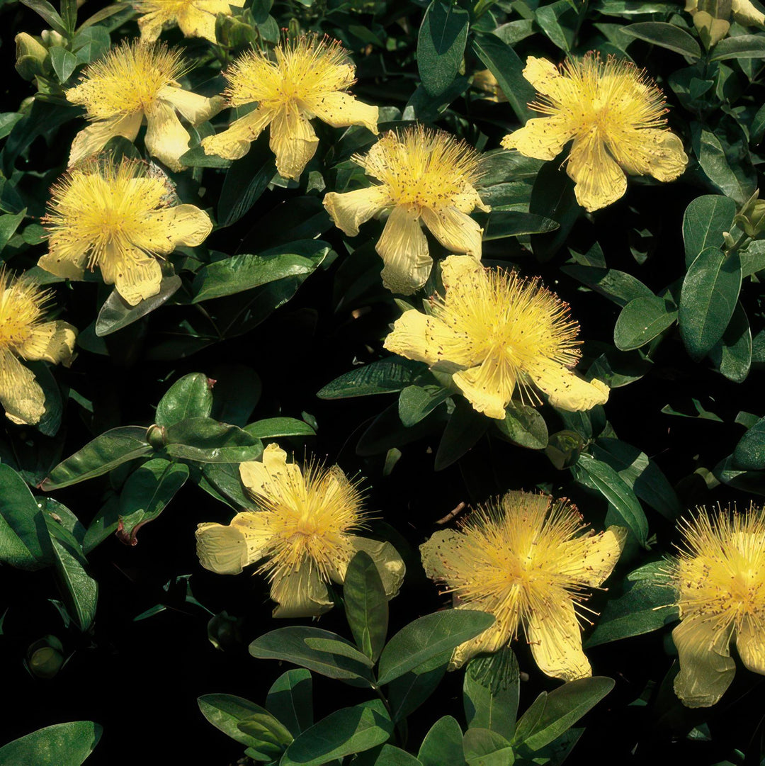 Hypericum calycinum | Plante couvre-sol persistante à floraison jaune – Peu d'entretien