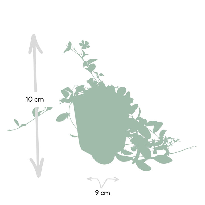 Vinca minor 'La Grave' | Couverture de sol violette pour l'ombre – Persistant et facile d'entretien