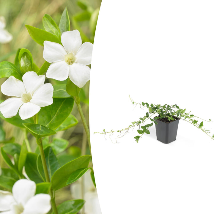 Vinca minor ‘Alba’ | Couverture de sol blanche pour soleil et ombre – Plante de jardin robuste et rustique d'hiver