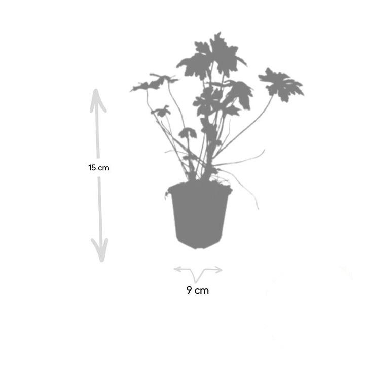 Geranium macrorrhizum – Plante couvre-sol parfumée à floraison printanière – Rustique et facile d'entretien