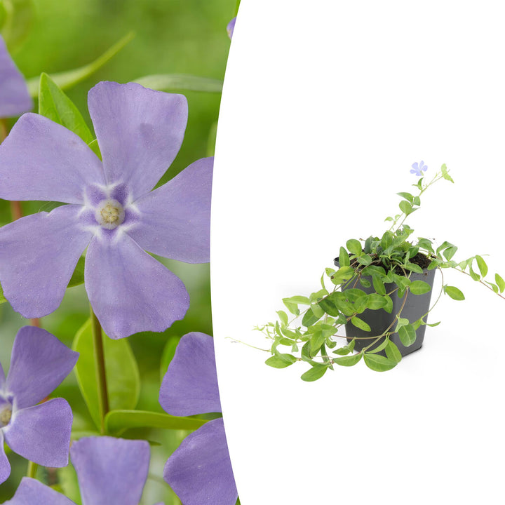 Vinca minor 'La Grave' | Couverture de sol violette pour l'ombre – Persistant et facile d'entretien