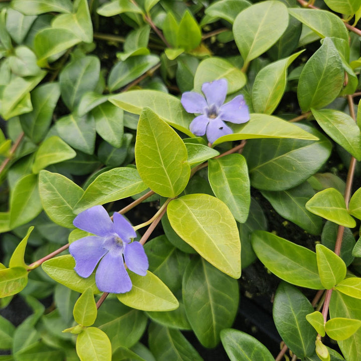 Vinca minor 'La Grave' | Couverture de sol violette pour l'ombre – Persistant et facile d'entretien