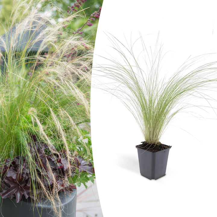 Stipa tenuissima 'Ponytails' | Herbe ornementale avec plumets aériens – Rustique et facile d'entretien