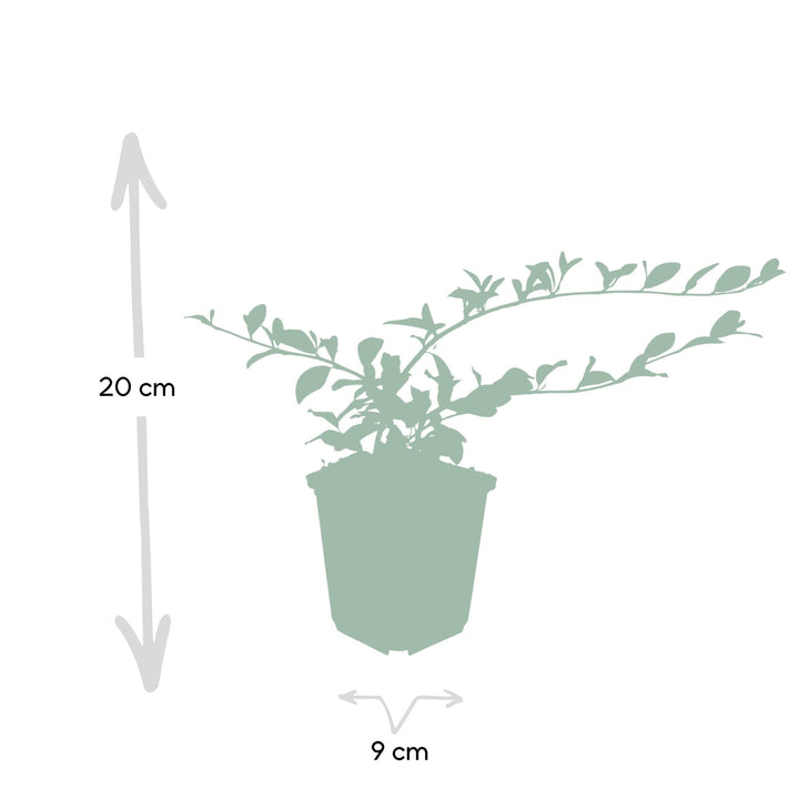 Cotoneaster dammeri | Plante couvre-sol rustique avec fleurs blanches et baies rouges