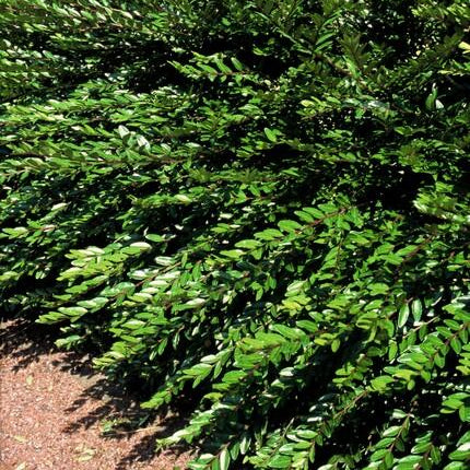 Lonicera pileata ‘Purple Pearl’ | Arbuste couvre-sol violet pour soleil et ombre