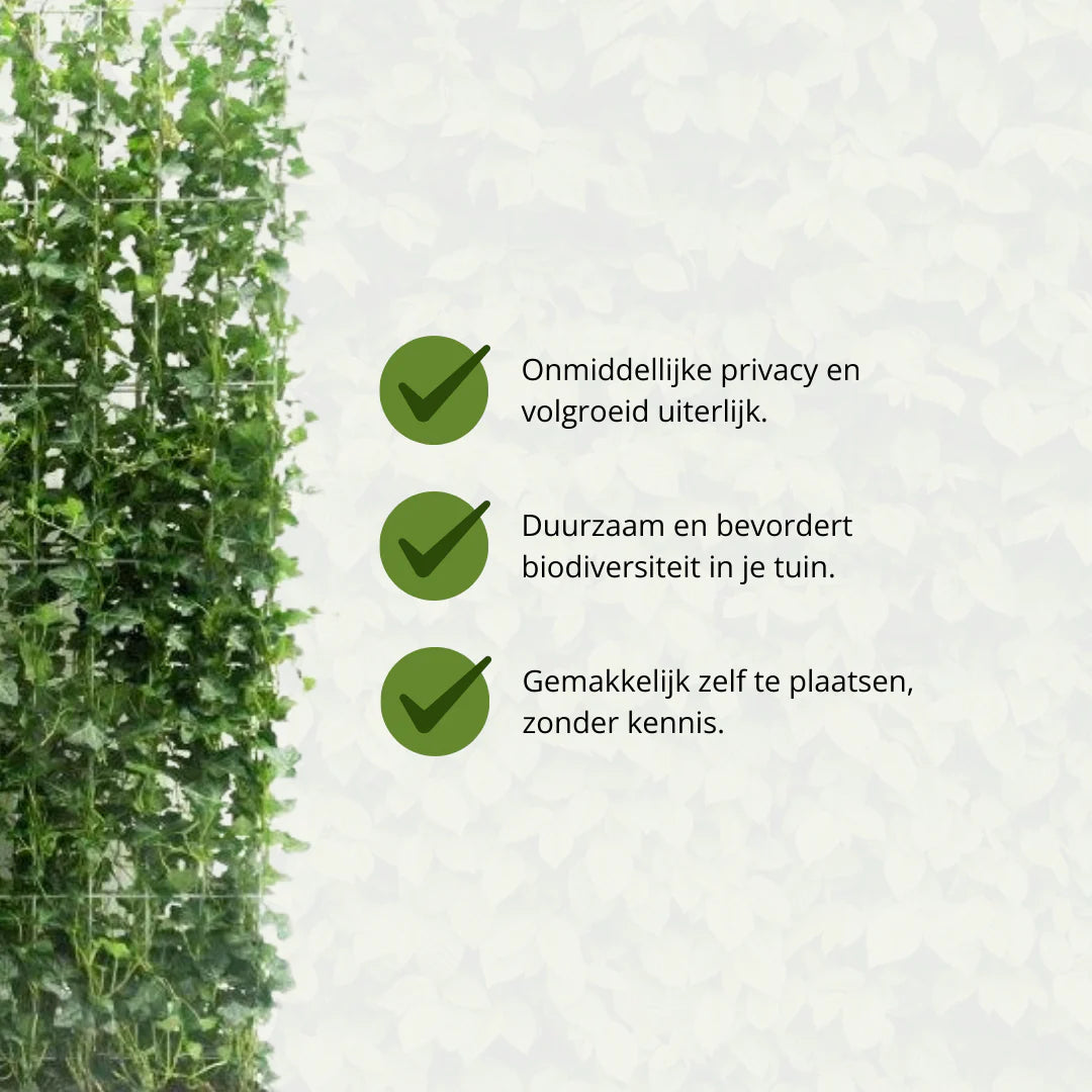 Hedera Hibernica Lierre Haie Prête à Planter | Intimité Verte Directe pour Chaque Jardin