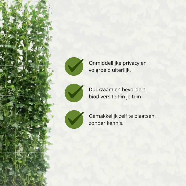 Hedera Hibernica Lierre Haie Prête à Planter | Intimité Verte Directe pour Chaque Jardin