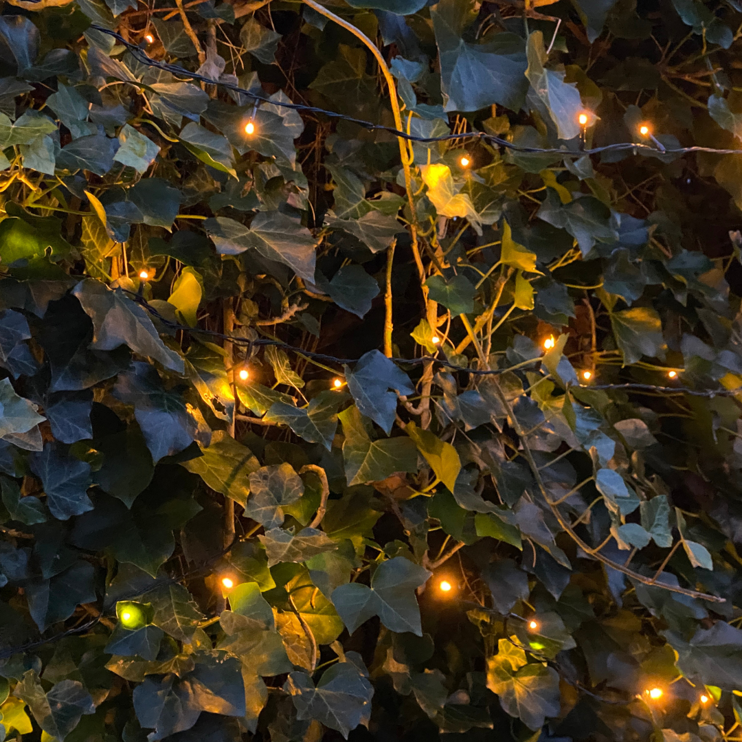 Hedera Hibernica Lierre Haie Prête à Planter | Intimité Verte Directe pour Chaque Jardin