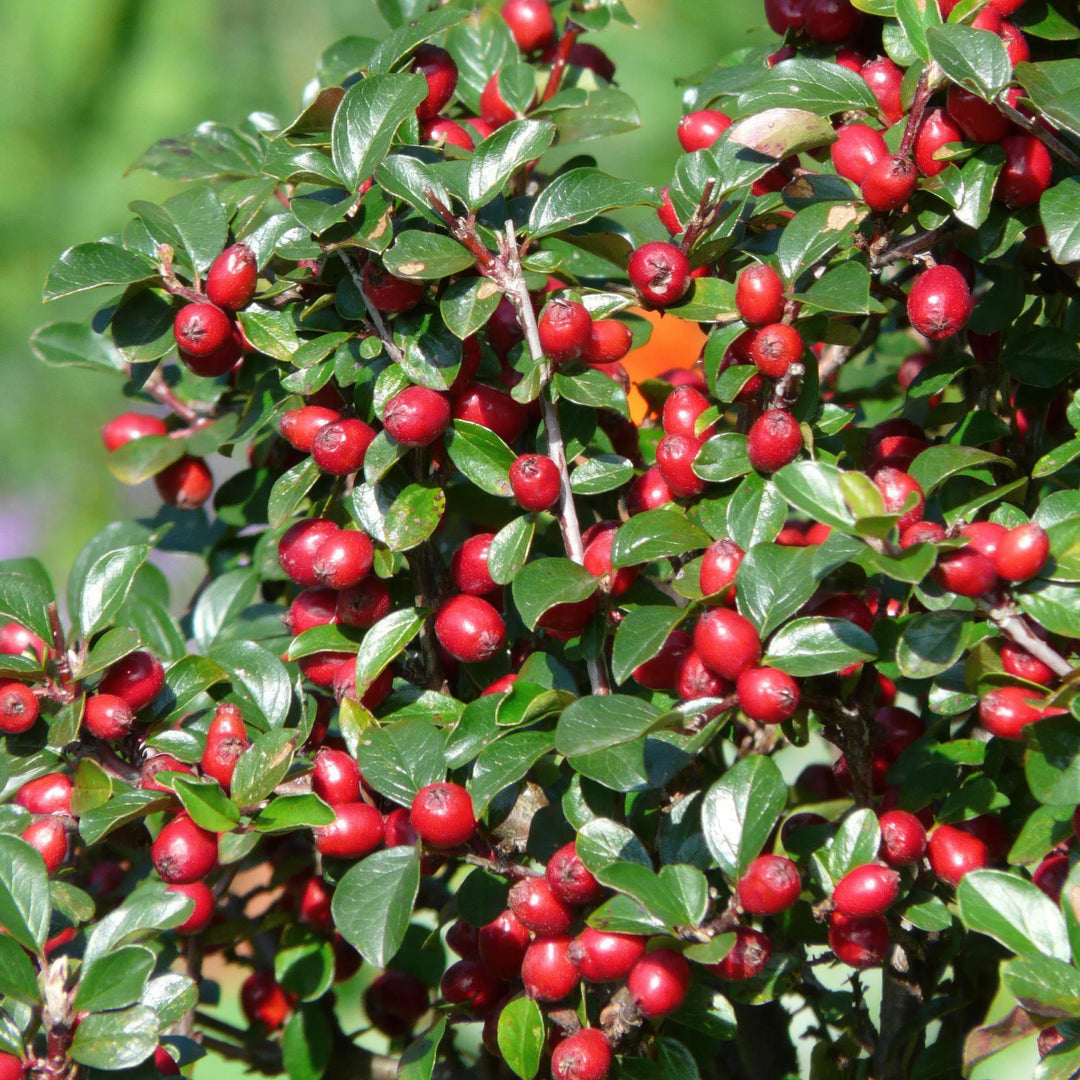 Cotoneaster dammeri | Plante couvre-sol rustique avec fleurs blanches et baies rouges