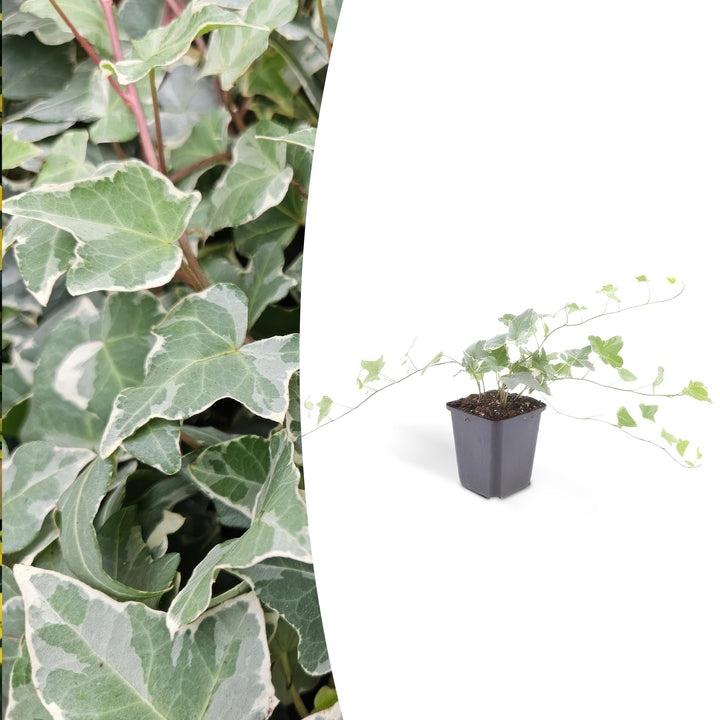 Hedera helix 'Glacier' | Lierre à croissance rapide avec feuilles panachées pour haie, couvre-sol ou verdure de façade