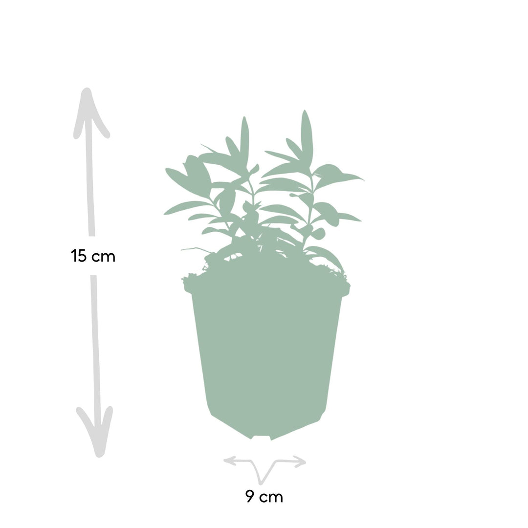 Hypericum calycinum | Plante couvre-sol persistante à floraison jaune – Peu d'entretien