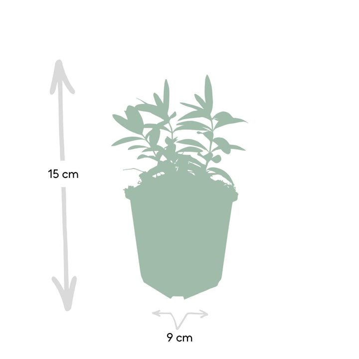 Hypericum calycinum | Plante couvre-sol persistante à floraison jaune – Peu d'entretien