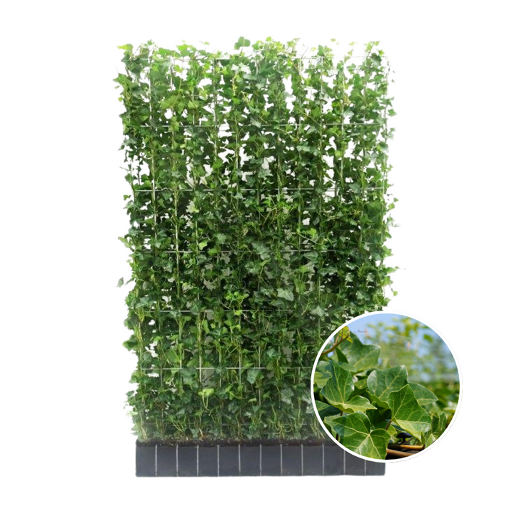 Hedera Hibernica Lierre Haie Prête à Planter | Intimité Verte Directe pour Chaque Jardin