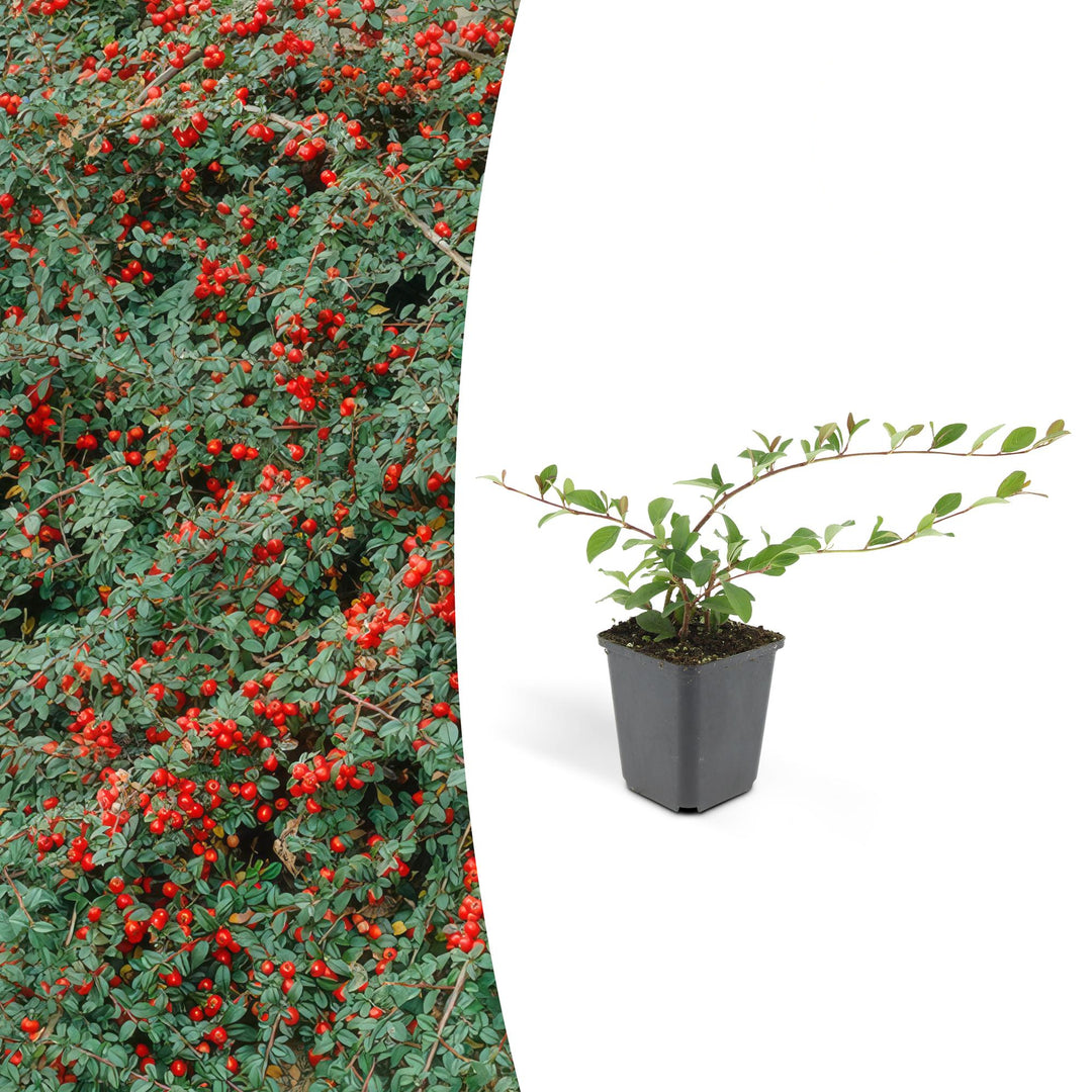 Cotoneaster dammeri | Plante couvre-sol rustique avec fleurs blanches et baies rouges