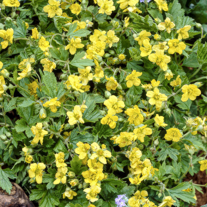 Waldsteinia ternata | Evergreen Groundcover with Yellow Flowers – Low-maintenance and Shade-tolerant