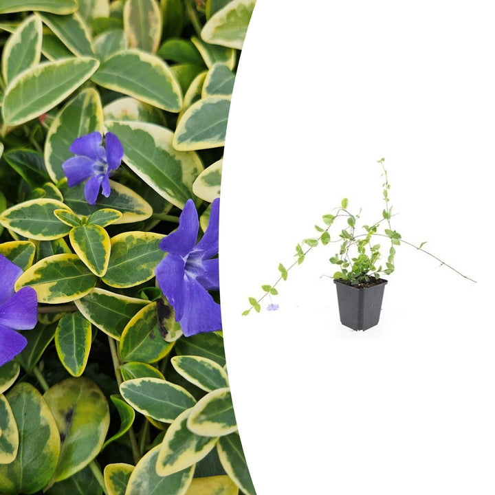 Vinca minor 'Blue and Gold' | Plante couvre-sol persistante aux feuilles jaunes – Plante d'ombre & facile d'entretien
