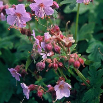 Geranium macrorrhizum – Plante couvre-sol parfumée à floraison printanière – Rustique et facile d'entretien