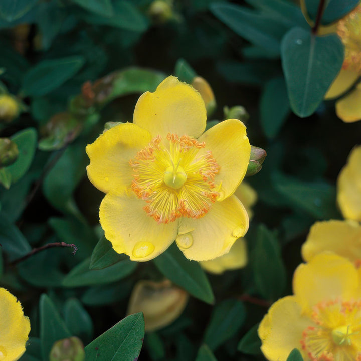 Hypericum calycinum | Plante couvre-sol persistante à floraison jaune – Peu d'entretien