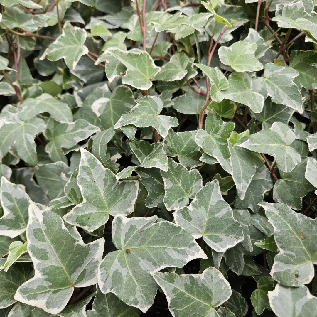 Hedera helix 'Glacier' | Lierre à croissance rapide avec feuilles panachées pour haie, couvre-sol ou verdure de façade