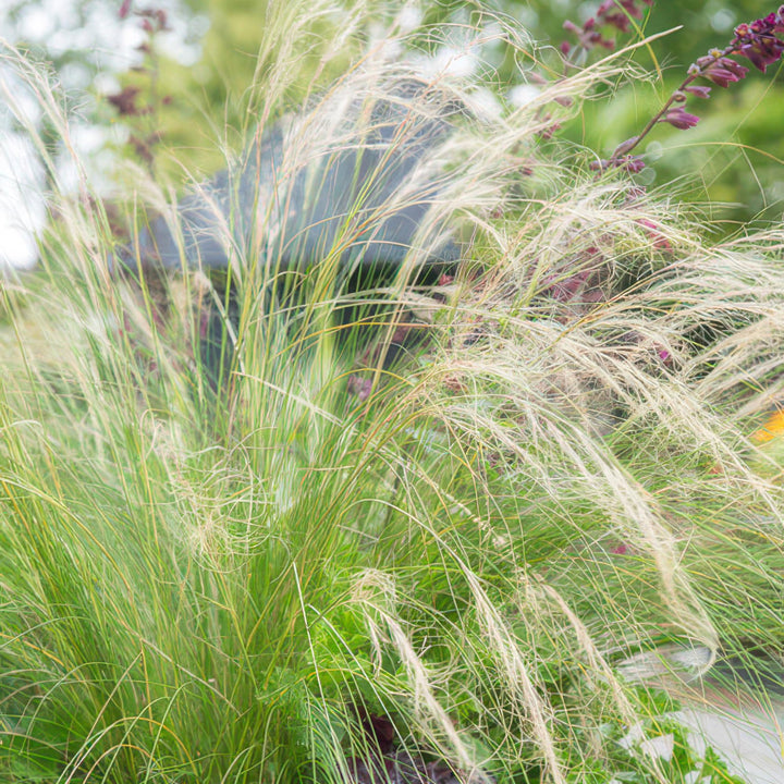 Stipa tenuissima 'Ponytails' | Herbe ornementale avec plumets aériens – Rustique et facile d'entretien