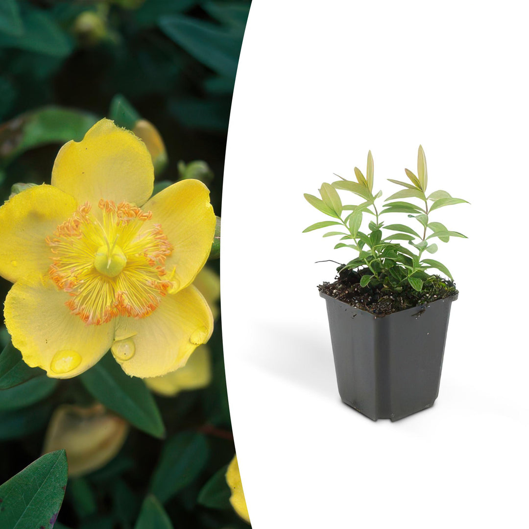 Hypericum calycinum | Plante couvre-sol persistante à floraison jaune – Peu d'entretien