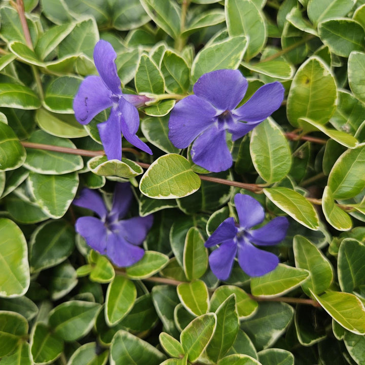 Vinca minor 'Ralph Shugert' | Couverture de sol lavande pour l'ombre – Persistant & Peu d'entretien