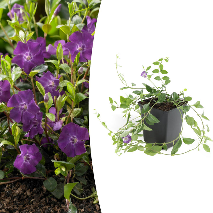 Vinca minor ‘Atropurpurea’ | Couverture de sol fleurie violette – Persistante, résistante à l'ombre et facile d'entretien