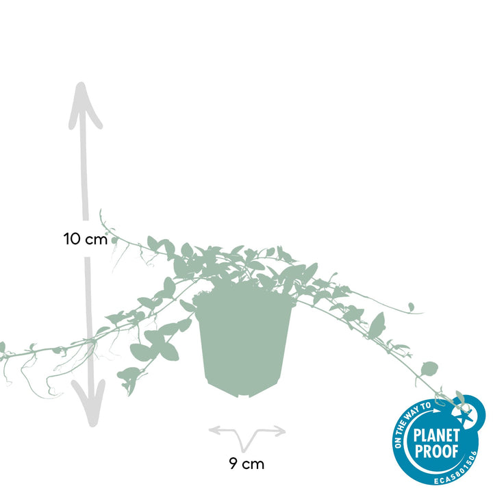 Vinca minor ‘Alba’ | Couverture de sol blanche pour soleil et ombre – Plante de jardin robuste et rustique d'hiver