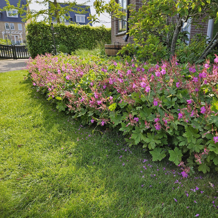 Geranium macrorrhizum – Plante couvre-sol parfumée à floraison printanière – Rustique et facile d'entretien