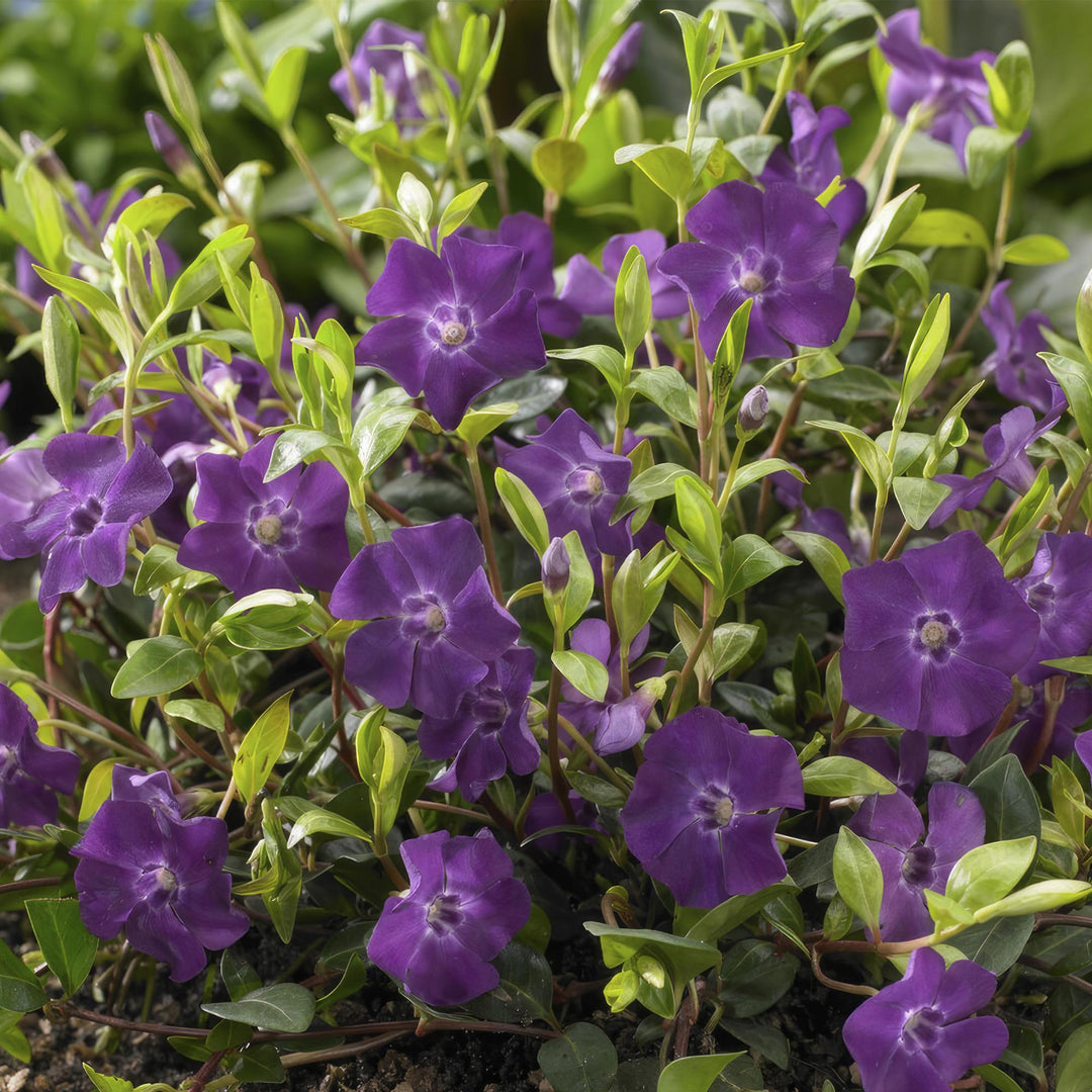 Vinca minor ‘Atropurpurea’ | Couverture de sol fleurie violette – Persistante, résistante à l'ombre et facile d'entretien