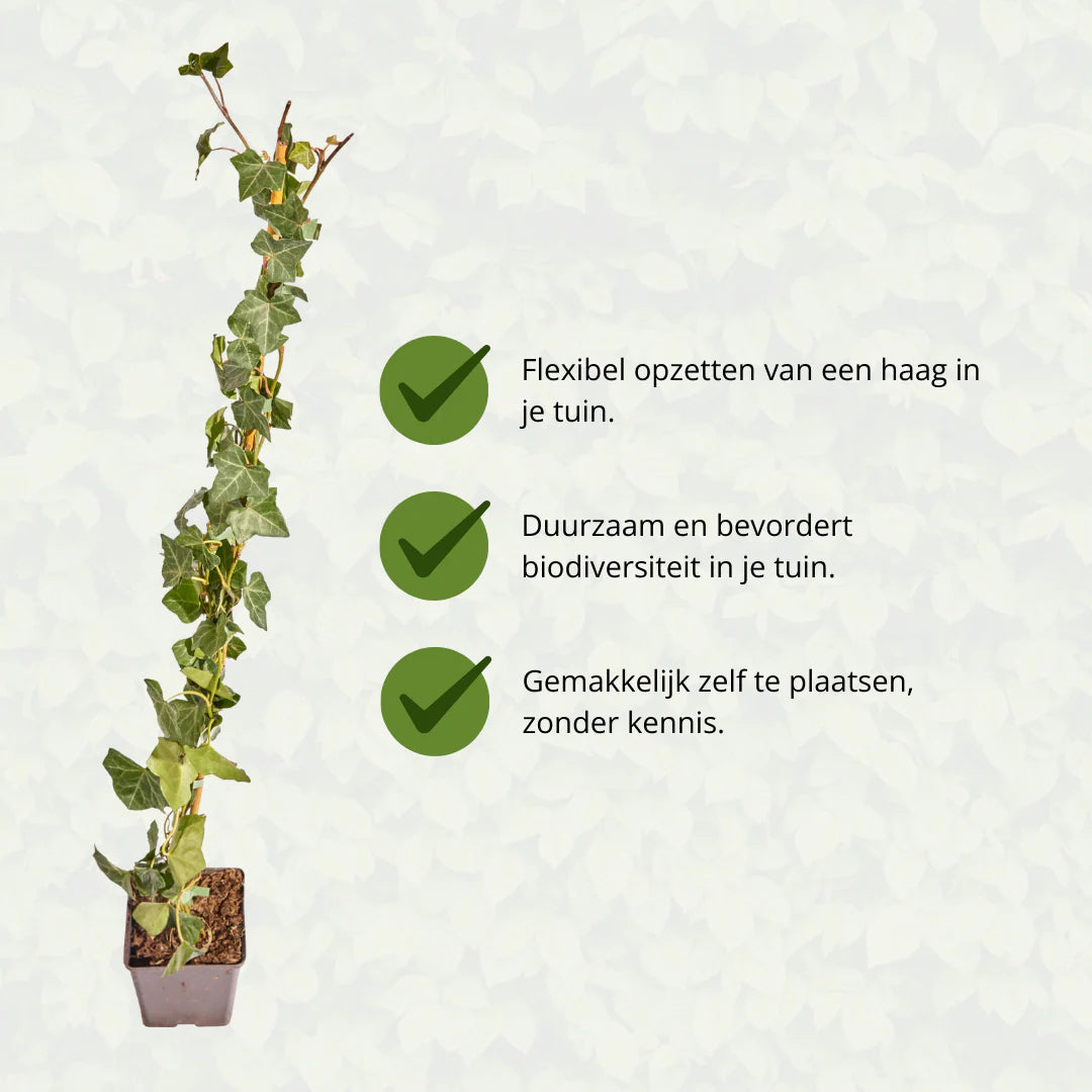 Hedera Hibernica Klimop (Gestokt) | Snelgroeiende Haagplant voor Privacy en Groen
