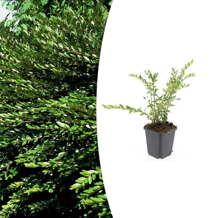 Lonicera pileata ‘Purple Pearl’ | Arbuste couvre-sol violet pour soleil et ombre