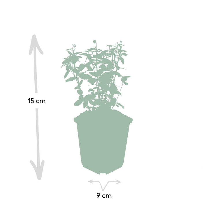 Euonymus fortunei 'Radicans' | Evergreen Groundcover for Shade – Strong, Fast-Growing and Low-Maintenance