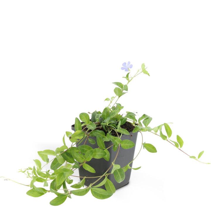 Vinca minor 'La Grave' | Couverture de sol violette pour l'ombre – Persistant et facile d'entretien