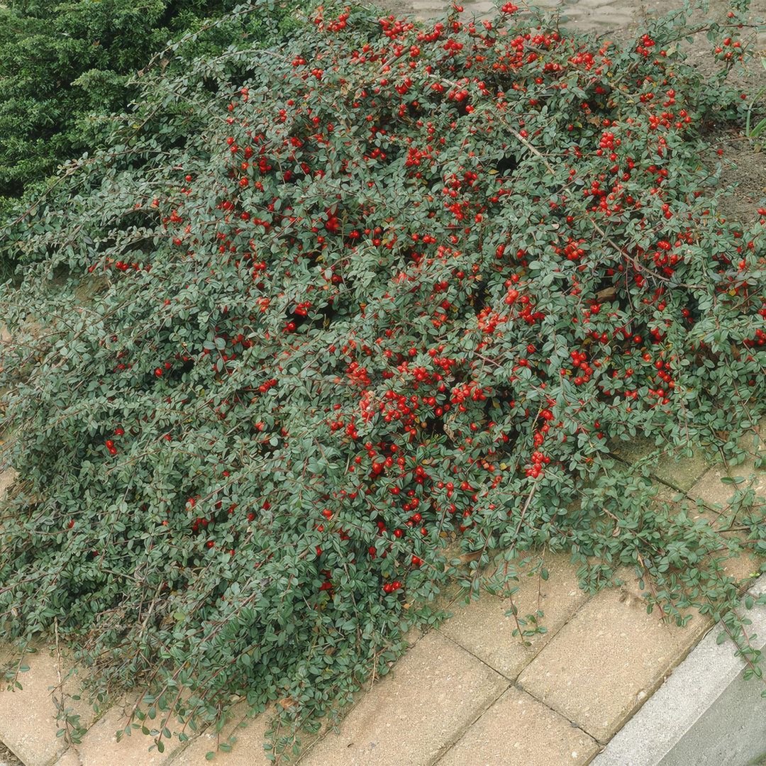 Cotoneaster dammeri | Plante couvre-sol rustique avec fleurs blanches et baies rouges