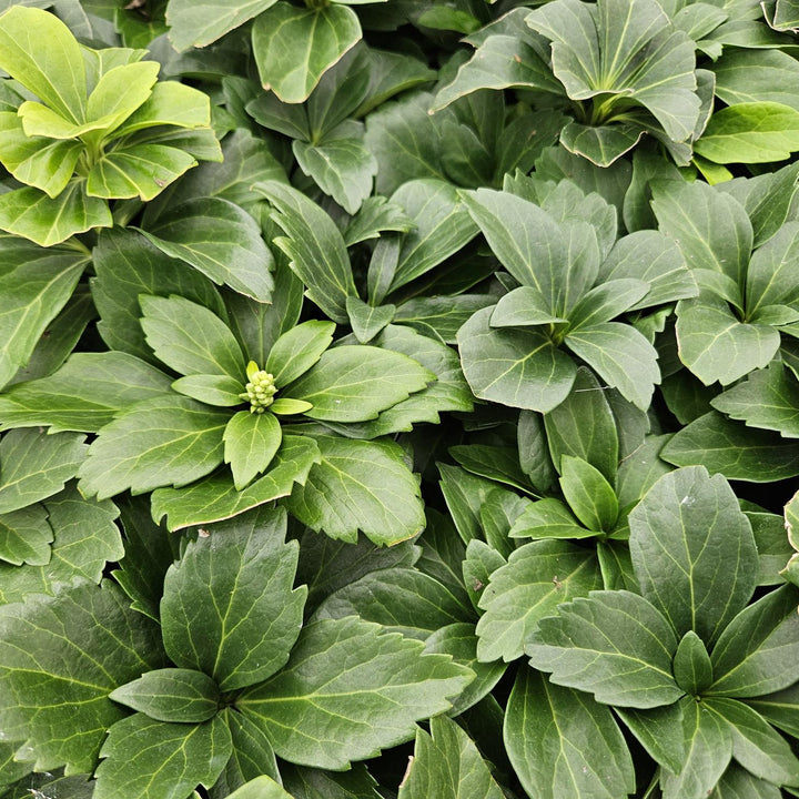 Pachysandra terminalis | Wintergreen Shade Herb – Ground Cover for Shady Gardens