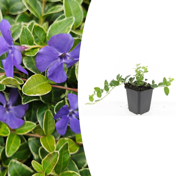 Vinca minor 'Ralph Shugert' | Couverture de sol lavande pour l'ombre – Persistant & Peu d'entretien