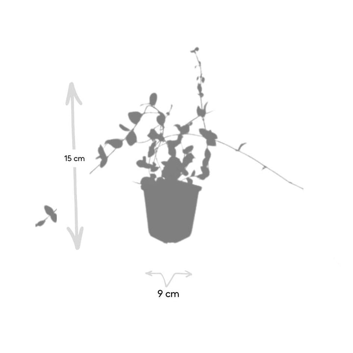 Vinca minor 'Blue and Gold' | Plante couvre-sol persistante aux feuilles jaunes – Plante d'ombre & facile d'entretien