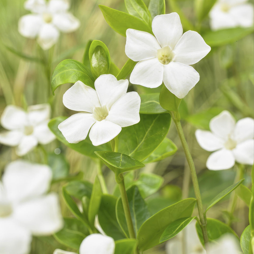 Vinca minor ‘Alba’ | Couverture de sol blanche pour soleil et ombre – Plante de jardin robuste et rustique d'hiver