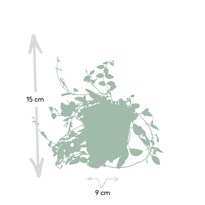 Vinca minor ‘Atropurpurea’ | Couverture de sol fleurie violette – Persistante, résistante à l'ombre et facile d'entretien