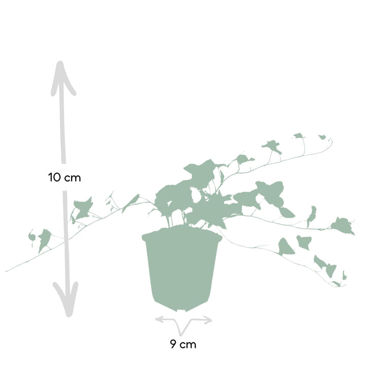 Hedera helix 'Glacier' | Lierre à croissance rapide avec feuilles panachées pour haie, couvre-sol ou verdure de façade