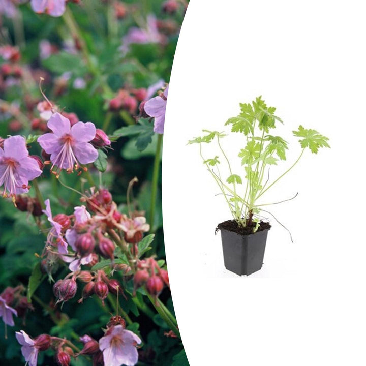Geranium macrorrhizum – Plante couvre-sol parfumée à floraison printanière – Rustique et facile d'entretien